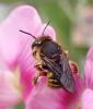 Anthidium manicatum